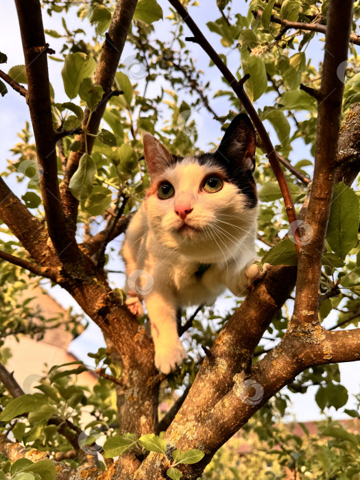 Скачать Вид на кошку снизу фотосток Ozero