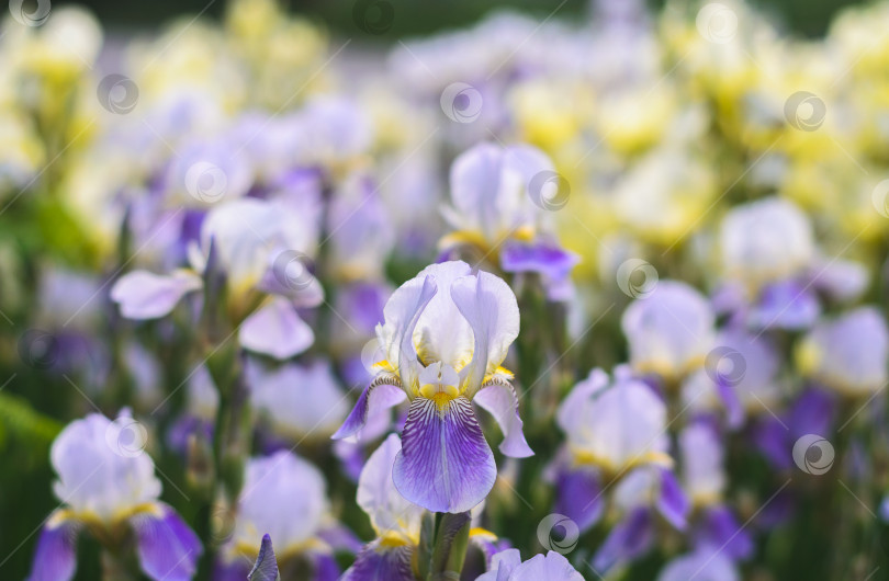 Скачать красивые цветы ирисов в саду, размытый фон фотосток Ozero