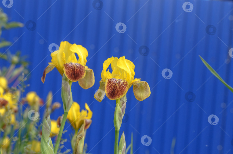 Скачать красивые цветы ирисов в саду, размытый фон фотосток Ozero