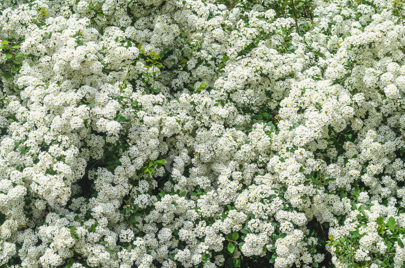 Скачать распускающиеся цветы белого и зеленого цвета фотосток Ozero