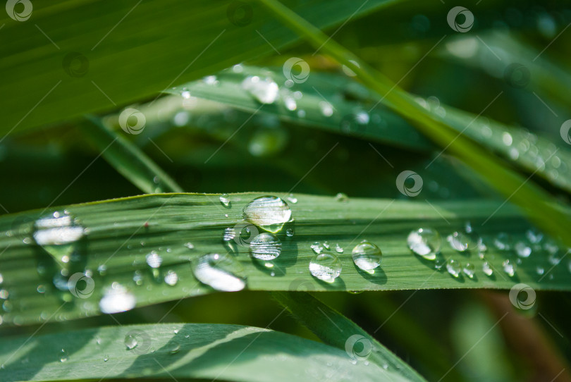Скачать Крупным планом блестящие капли воды на зеленой траве днем фотосток Ozero