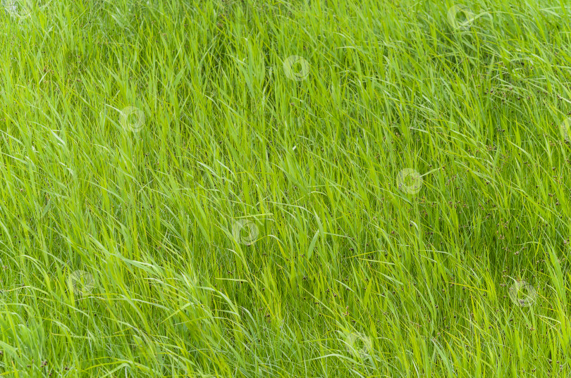 Скачать фон с зеленой травой в поле, крупным планом фотосток Ozero