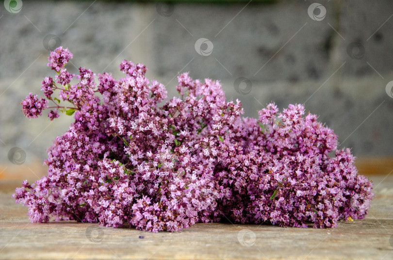 Скачать Весенние цветы. Сиреневые цветы на деревянном фоне фотосток Ozero