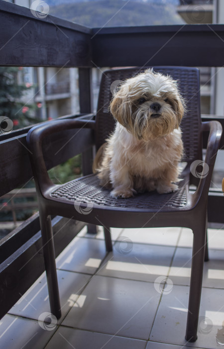 Скачать собака ши тцу на балконе фотосток Ozero