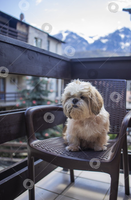 Скачать собака ши-тцу на балконе отеля фотосток Ozero