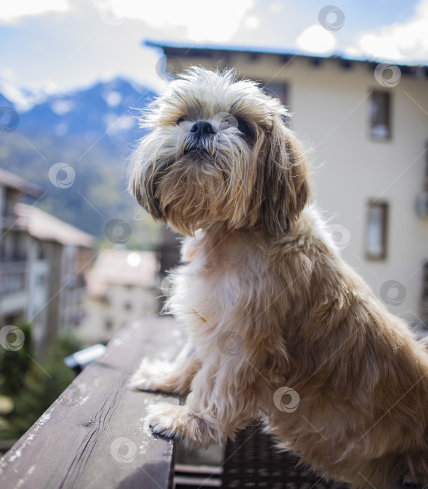 Скачать собака ши-тцу на балконе отеля фотосток Ozero