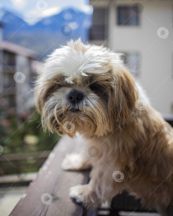 Скачать собака ши-тцу на балконе отеля фотосток Ozero