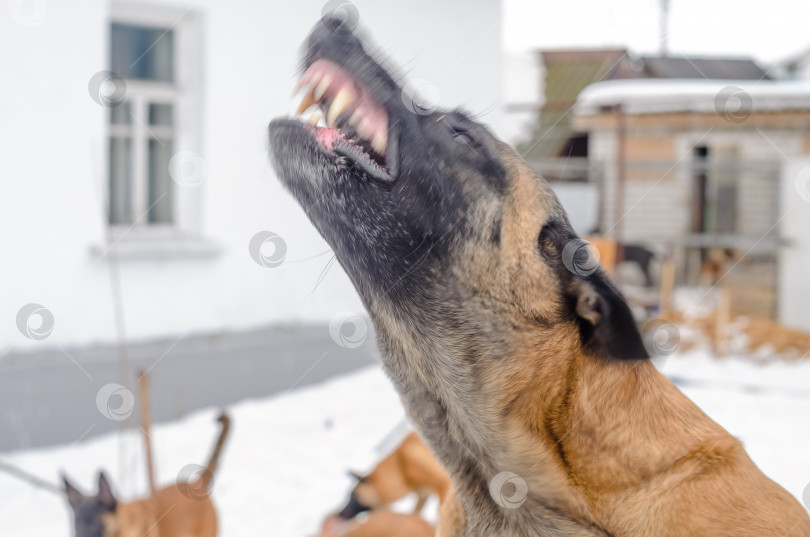 Скачать собака лает на заднем дворе, защищая свой дом фотосток Ozero