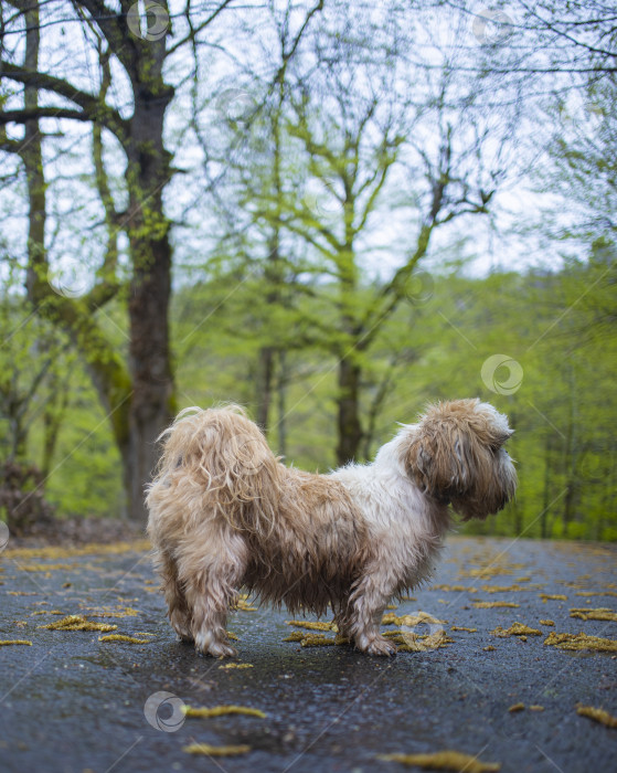 Скачать собака ши тцу гуляет фотосток Ozero