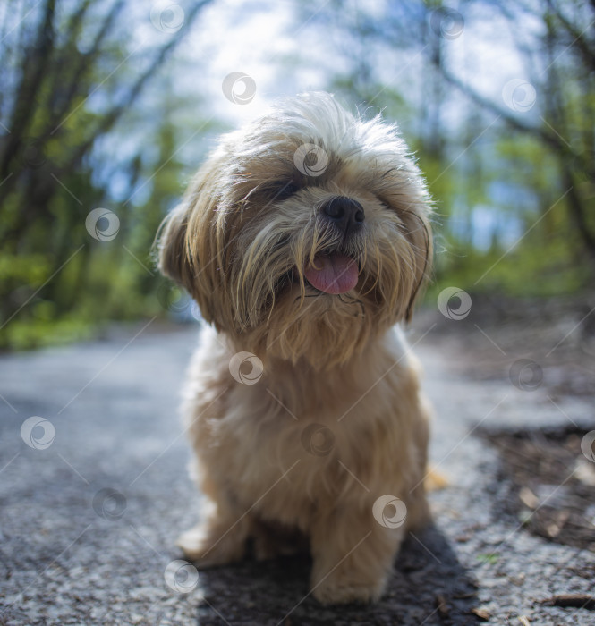 Скачать собака ши тцу гуляет фотосток Ozero