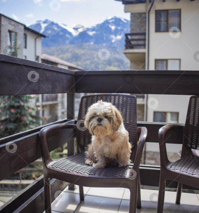 Скачать собака ши тцу на балконе отеля фотосток Ozero