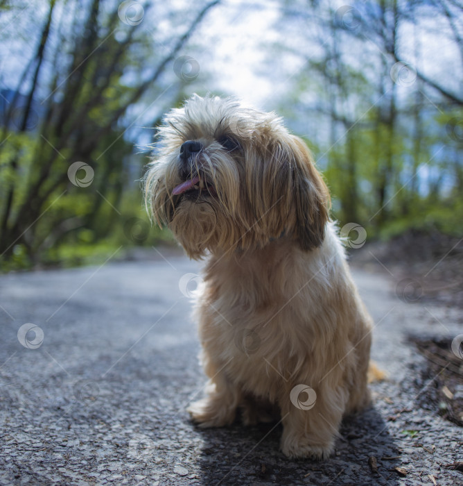 Скачать прогулки с собакой ши-тцу фотосток Ozero