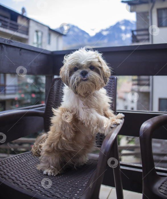 Скачать собака ши-тцу на балконе отеля фотосток Ozero