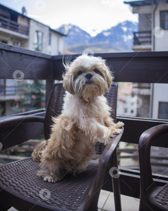 Скачать собака ши-тцу на балконе отеля фотосток Ozero