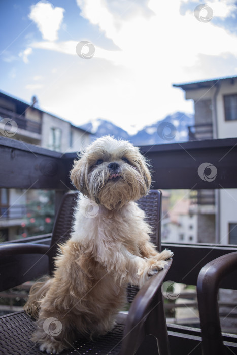 Скачать собака ши тцу на балконе отеля фотосток Ozero