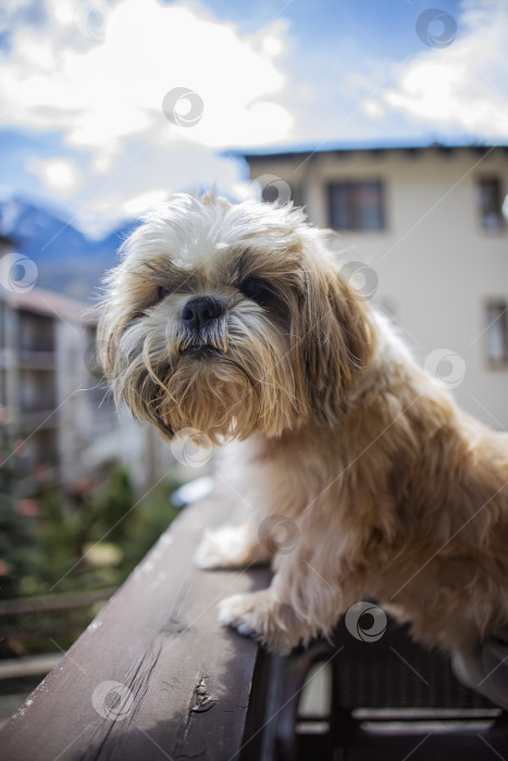 Скачать собака ши тцу на балконе фотосток Ozero