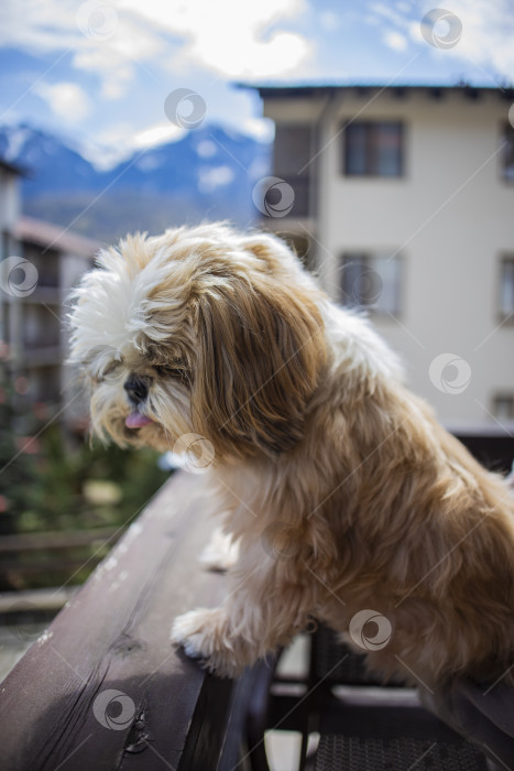 Скачать собака ши-тцу на балконе отеля фотосток Ozero