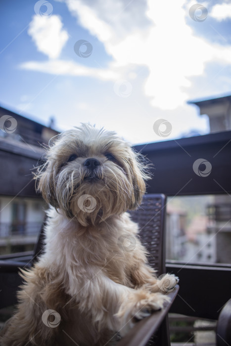 Скачать собака ши тцу на балконе фотосток Ozero