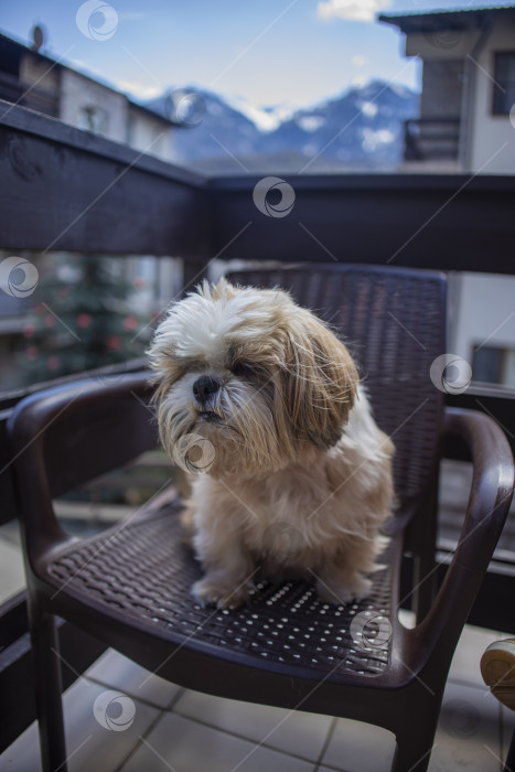 Скачать собака ши тцу на балконе фотосток Ozero