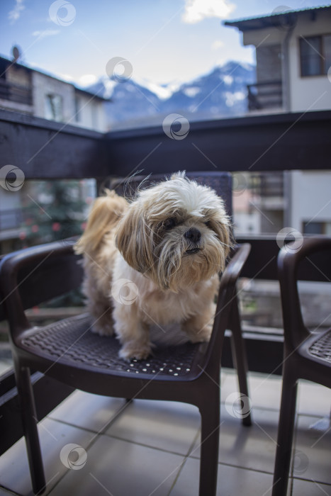 Скачать собака ши-тцу на балконе отеля фотосток Ozero