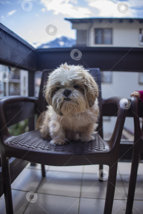 Скачать собака ши тцу на балконе фотосток Ozero