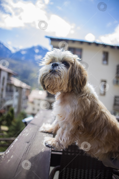 Скачать собака ши-тцу на балконе отеля фотосток Ozero