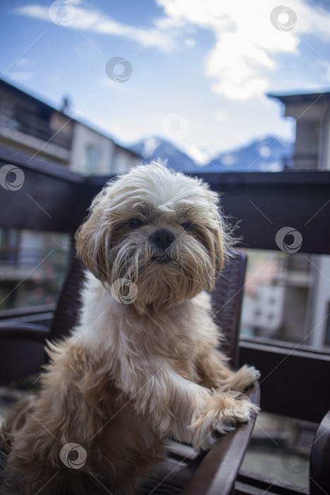 Скачать собака ши тцу на балконе отеля фотосток Ozero
