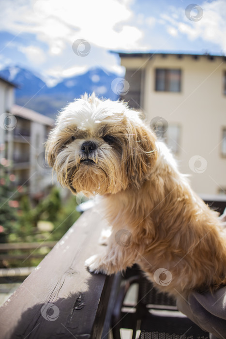 Скачать собака ши тцу на балконе фотосток Ozero