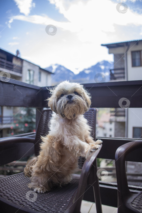 Скачать собака ши тцу на балконе фотосток Ozero
