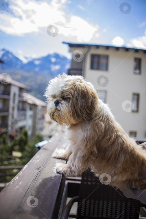 Скачать собака ши тцу на балконе отеля фотосток Ozero