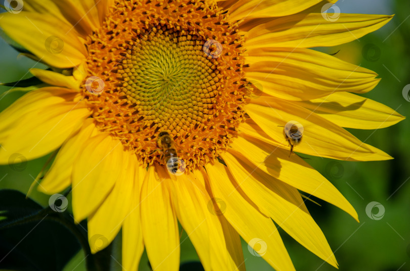 Скачать Пчелы на желтом цветке на фоне природы фотосток Ozero