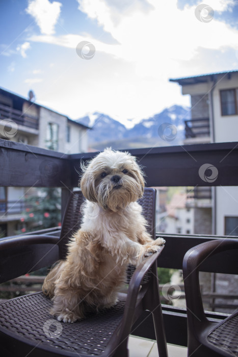 Скачать собака ши тцу на балконе отеля фотосток Ozero