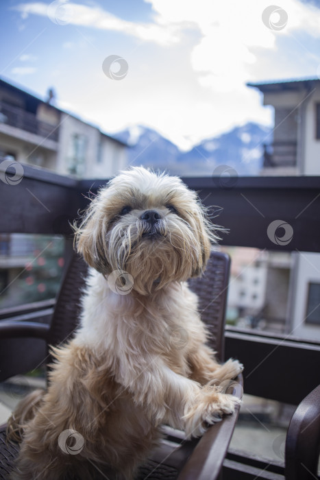 Скачать собака ши тцу на балконе отеля фотосток Ozero