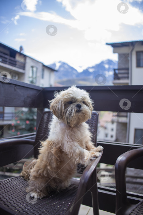 Скачать собака ши тцу на балконе фотосток Ozero