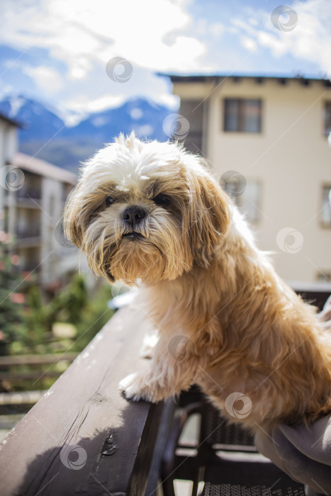 Скачать собака породы ши-тцу фотосток Ozero