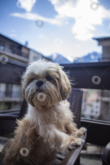 Скачать собака ши-тцу на балконе отеля фотосток Ozero