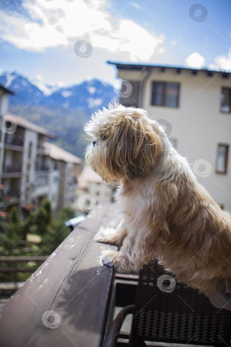 Скачать собака ши тцу на балконе фотосток Ozero