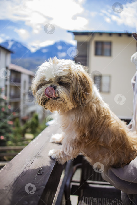 Скачать собака ши тцу на балконе фотосток Ozero
