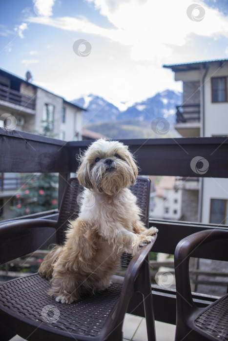 Скачать собака ши-тцу на балконе отеля фотосток Ozero
