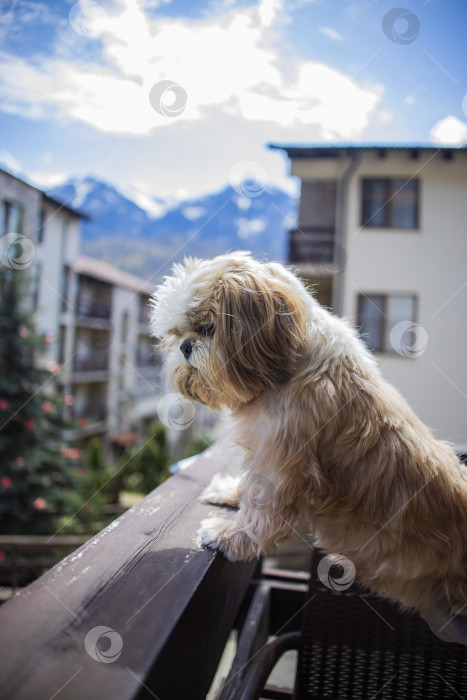 Скачать собака ши тцу на балконе фотосток Ozero