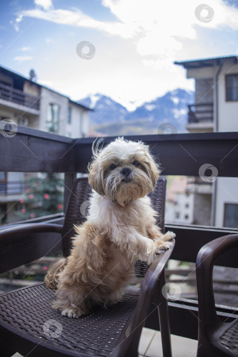Скачать собака ши тцу на балконе фотосток Ozero