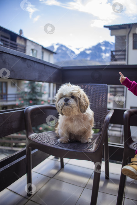 Скачать собака ши-тцу на балконе отеля фотосток Ozero