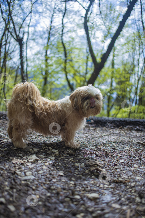Скачать прогулки с собакой ши-тцу фотосток Ozero