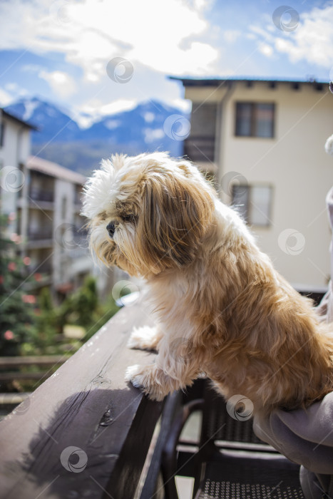 Скачать собака ши тцу на балконе фотосток Ozero