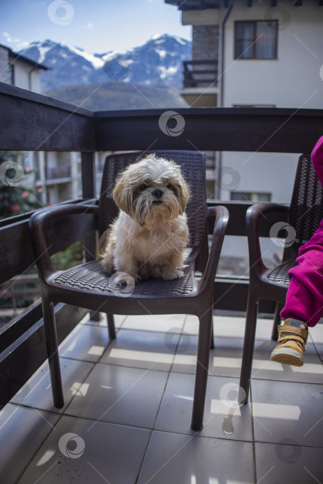 Скачать собака ши тцу на балконе отеля фотосток Ozero