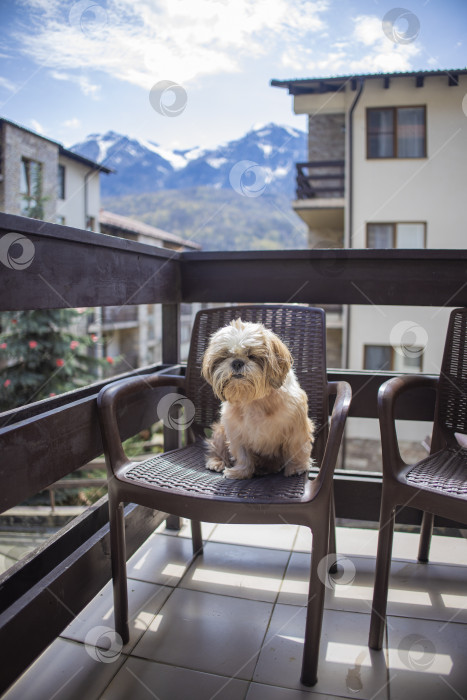 Скачать собака ши-тцу на балконе отеля фотосток Ozero