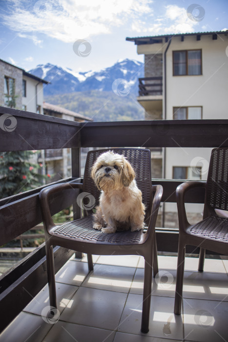 Скачать собака ши тцу на балконе фотосток Ozero