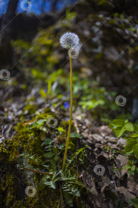 Скачать цветы растущие в горах фотосток Ozero