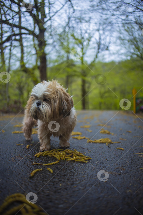 Скачать собака ши тцу гуляет фотосток Ozero