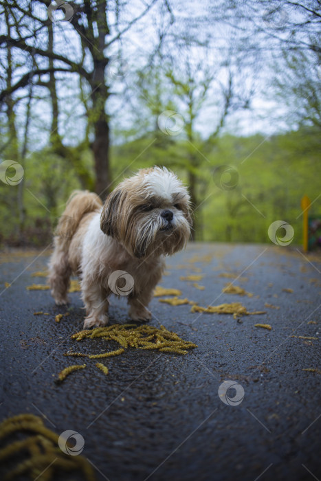 Скачать прогулки с собакой ши-тцу фотосток Ozero